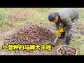 Lagu 小曾种的马蹄丰收了，老罗挖一会儿就挖满一篮子，果实又大又甜嘎嘣脆真好吃！！【侗家老罗】