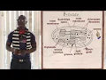 12 The Chloroplast Biology Form 1