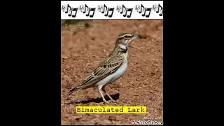 اجمل صوت زرعي 