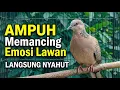Lagu Suara Burung Tekukur Gacor Terbaru Paling Ampuh Untuk Pancingan Dan Pikat