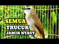 Download Lagu Suara burung trucukan gacor memanggil lawan Pancingan Ampuh trucuk betina memanggil jantan