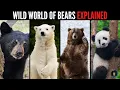 Download Lagu Wild World of Bears! 🐻 Whats the Difference?