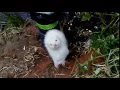 Cute ferret Twiggy s weasel war dance