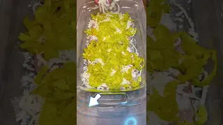 Pepperoncini Chicken Bake Kito Recipe 