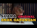 Download Lagu SUARA ANAK GARANGAN MEMANGGIL INDUKNYA