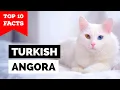 Turkish Angora - TOP 10 FACTS