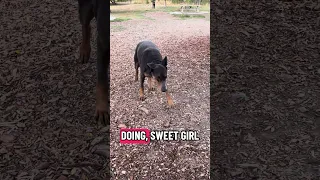 🥹💜 #Fyp #doberman #pets #YouTube #dream