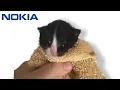 Famous phone ringtones but meme cats sing it