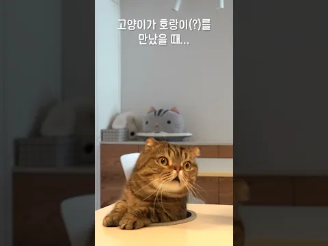 고양이가 호랑이(?)를 만나면 이렇게 됩니다...