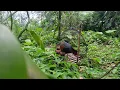 Download Lagu Masteran pikat ayam hutan hijau point