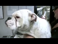 Jonesboro Family Pet Hospital - Short Jonesboro AR