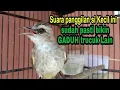 Download Lagu suara panggilan trucukan gacor muda hutan ini Ampuh untuk trucuk Bakalan biar Gacor dan rajin bunyi