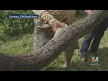 Giant Burmese Python Hatching Eggs Captured In Florida Everglades