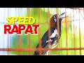 ANIS KEMBANG NGEROL SPEED RAPAT, BUAT NGECAS ANIS KEMBANG AGAR GACOR