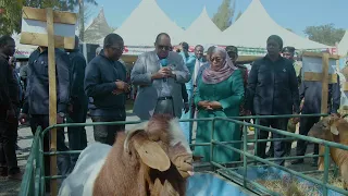 TAZAMA MKURUGENZI WA ASAS ANENA KUHUSU MBUZI MWENYE MAAJABU MBELE YA RAIS SAMIA UFUGAJI BORA 