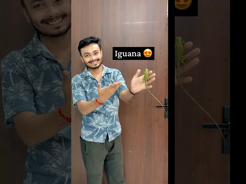 Baby iguana 🦎 ka ghar 🏡 setup #iguana #homesetup #cagesetup #iguana