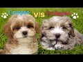 Cavapoo vs Cockapoo