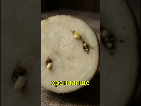 Не сажайте картофель с такими ростками — потеряете урожай! #картофель #яровизация #дача  #огород
