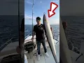 Download Lagu Umpan pancing pria ini segede gaban😱 #shorts #viralvideo #fishing #mancing #ikankerapu
