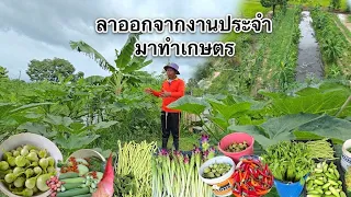 ปลูกหลากหลายเน้นผักระยะสั้น🥬🌶เก็บขายทุกวันอยู่ได้สบายๆ 👨‍🌾