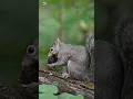 Download Lagu Suara tupai lucu | Suara Tupai