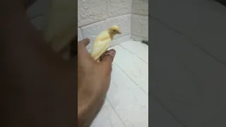 كناري قصة حقيقية ادعموني 