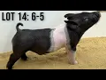 The Showpig Lineup Episode 17 - Jan 22nd Sales
