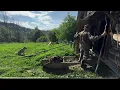 Download Lagu Het moeilijke leven van mensen hoog in de bergen, zonder licht, ver van de beschaving.