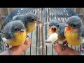 Download Lagu Burung kecil yg lagi naik daun😁