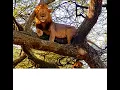 Download Lagu LAKE MANYARA NATIONAL PARK WITH ABDALLAH HASSAN (TANAPA Best Guide year 2020)