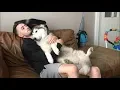 Download Lagu This is how I’m certain some husky dogs love to cuddle!!