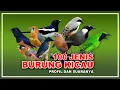 Download Lagu 100 JENIS BURUNG YANG POPULER DI INDONESIA, BESERTA SUARANYA