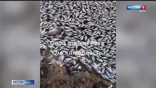 В озерах Омской области массово гибнет рыба