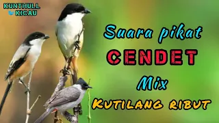 pikat burung cendet mix kutilang ribut kunthullkicau