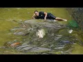 Download Lagu Harvesting fish after 3 years of care - Disinfecting fish pond with lime MP3