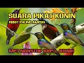 Download Lagu SUARA PIKAT SEMUA JENIS KOLIBRI ‼️ JANTAN DAN BETINA RIBUT PALING AMPUH