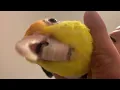 Download Lagu 🍋Lemon chan🍋🍋🍋