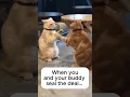 Download Lagu Top-Secret Pawshake: Cats’ Brotherhood Initiation 🐾🤝 #meowsandmeltdowns #cat #funnypets #funny #cute
