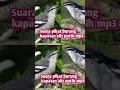 Download Lagu suara pikat burung kapasan alis putih