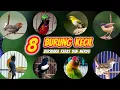 Download Lagu 8 Jenis Burung Kecil Bersuara Keras dan Merdu Banyak Dicari