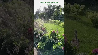 Поливаємо стрічкою туман дощ садівництво квіти гортензія полив 