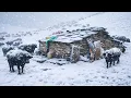 Lagu Surviving Shepherd Life in One Of The Coldest Regions Of Nepal |A Snowy Freezing Winter Village intr
