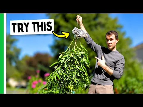 You've Never Tried THIS Trick To Ripen Peppers…(Hang Ripening)