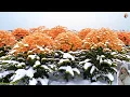 Download Lagu Вечные зимние мелодии - Зимняя