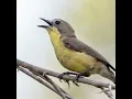 Download Lagu Burung Remetuk Laut Gacor Untuk Masteran #shorts