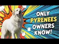 10 Things Only Great Pyrenees Owners Understand