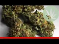 King Tut - All About This Strain
