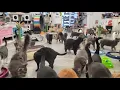 Visiting Furball Farm Cat Sanctuary