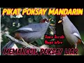 Download Lagu SUARA PIKAT POKSAY MANDARIN ~ POKSAY LIAR LANGSUNG RESPON