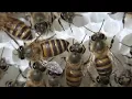 Giant hornet vs Japanese honeybees. Hot defensive bee ball.